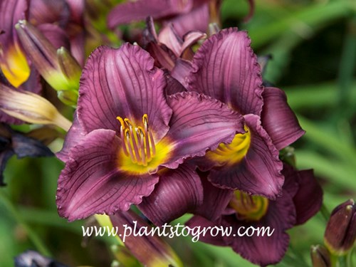 Daylily Grapette
2 inch purple grape color
20 inches
diploid, semi-evergreen
Williamson, 1970